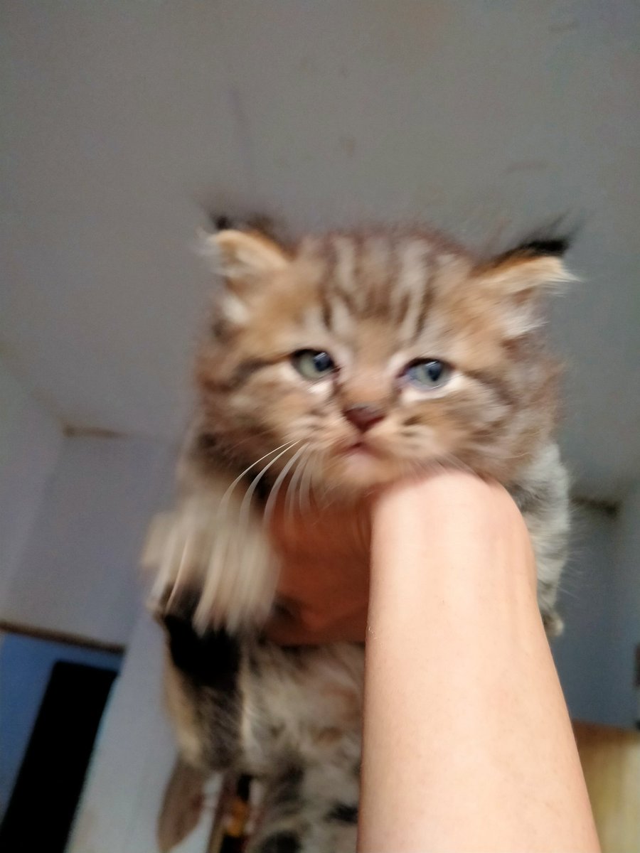 “udah ak bilang ak gk minat maen” 🐈‍⬛