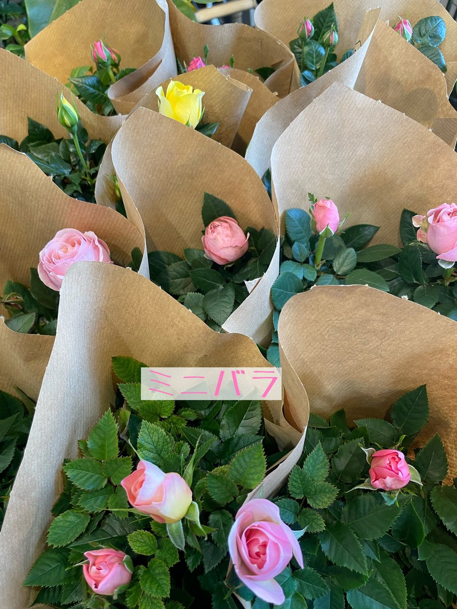 今日は鉢物の初荷でした❗️

シンビジュームはそろそろ終わりになってきましたが、お気に入りの鉢が仕入れられました😌✨

花も大きく、うっとりするくらい綺麗です。

ヒヤシンスやアネモネ、水仙など、春のお花もたくさんありますよ〜

#高崎花屋