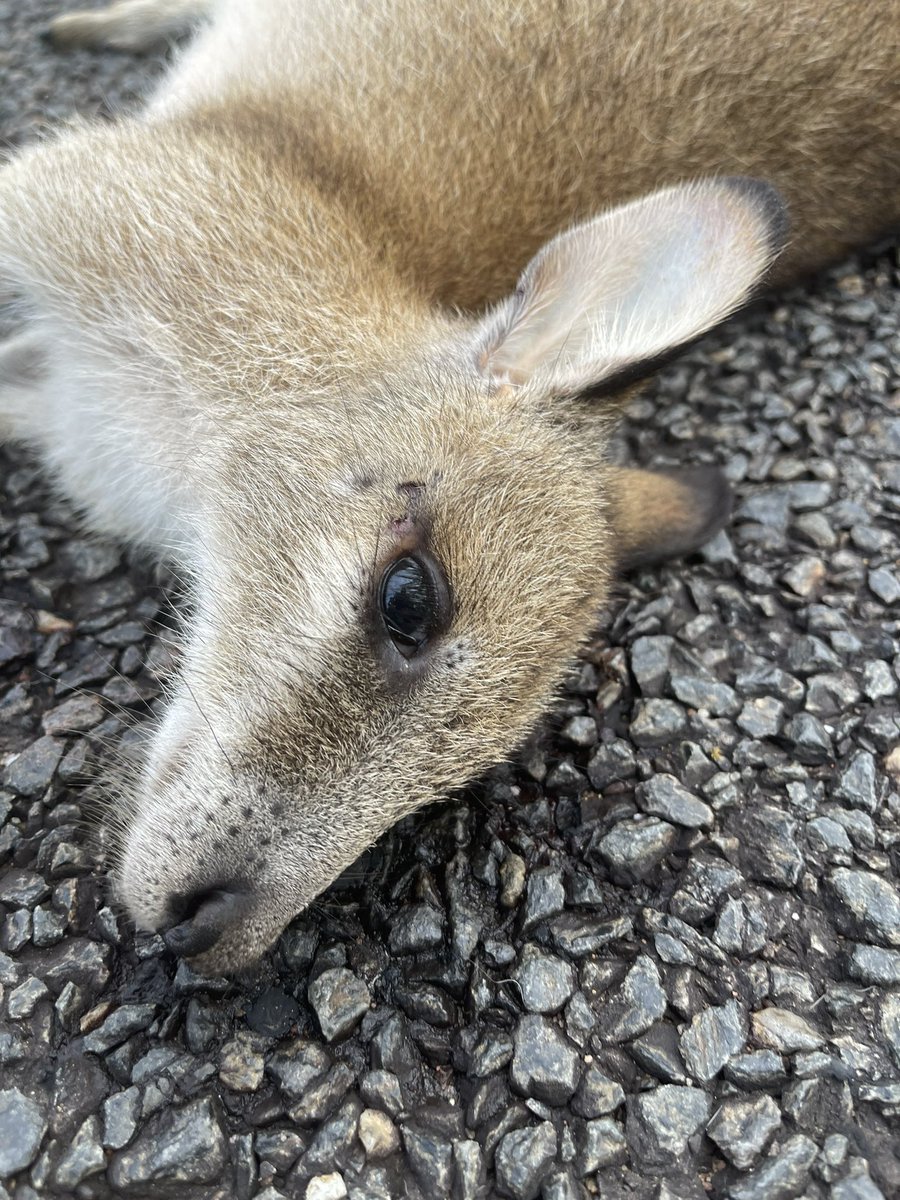 Look into my eyes, humans. Tell me why did I have to die?