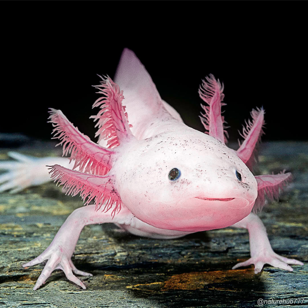 NatureHub777's tweet image. Axolotl Salamender - Axolotl Semenderi 🐟

#axolotlsalamander #salamander #axolotl #axolotlsemender #semender #axolotl #doğa #nature