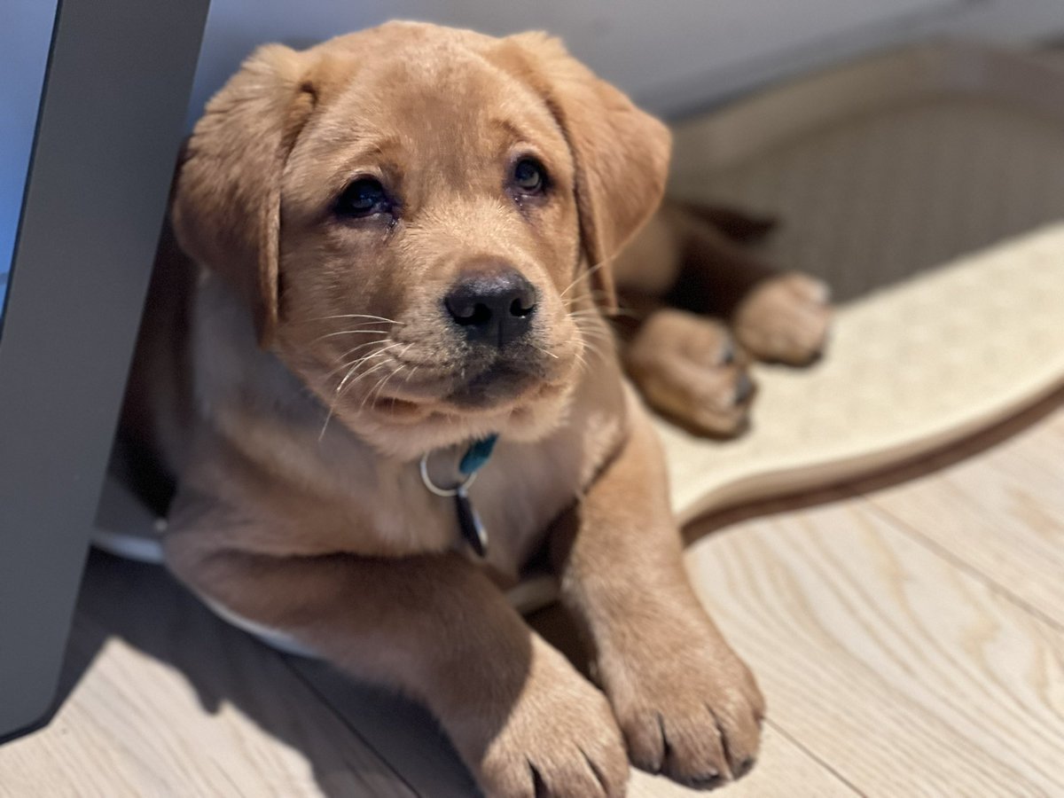 Je vous présente Tango, futur chien d’assistance pour une personne épileptique ou diabétique 💕
#assistancedog #puppy #labrador