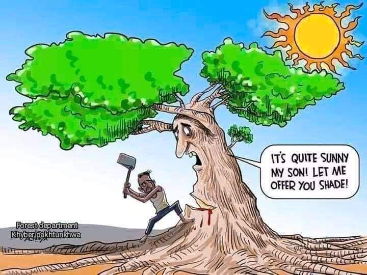 EmaanzT's tweet photo. Plant trees for a better tomorrow
Say no to #deforestatation 

#trees #forest https://t.co/AWAQEh8HBJ