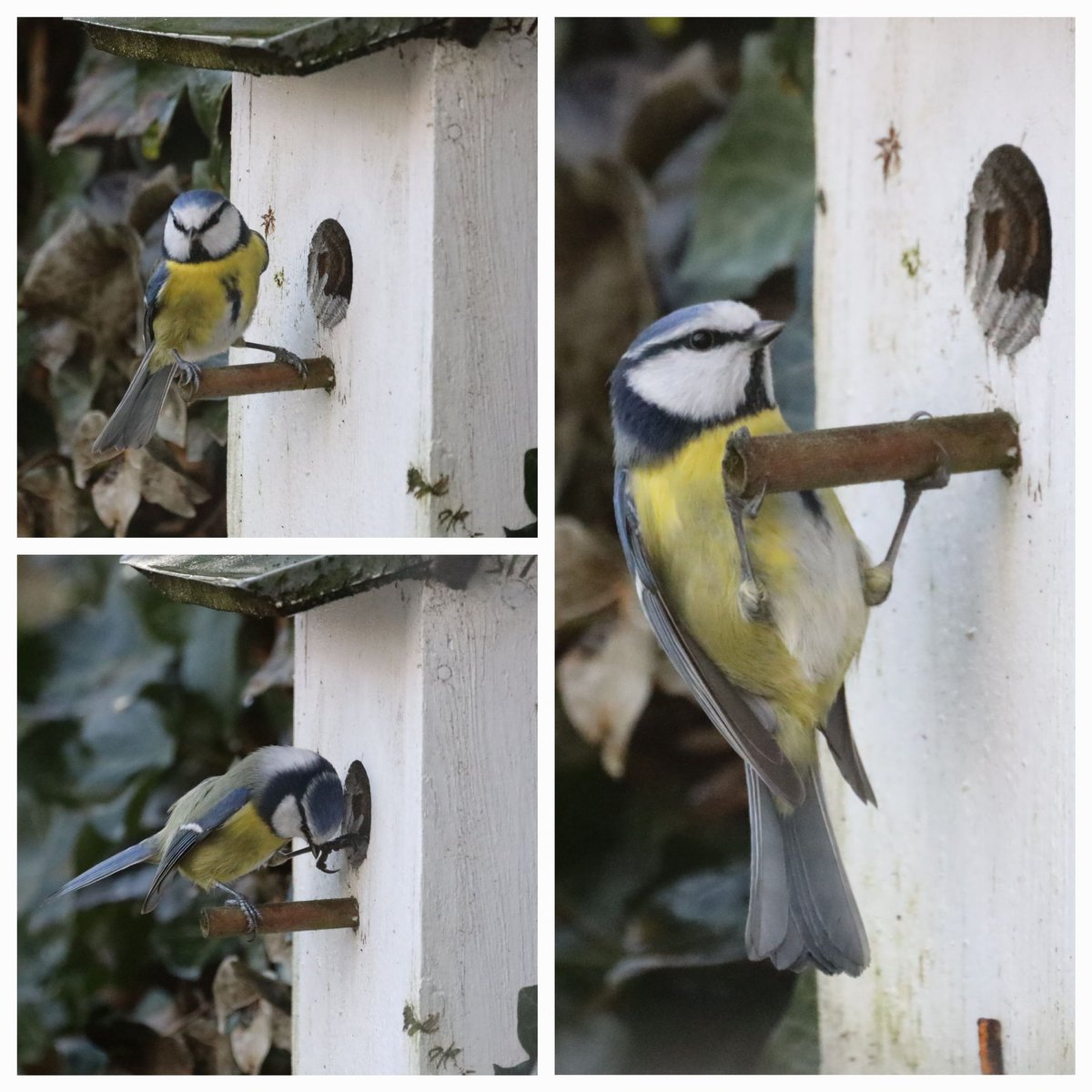 IsaVerbist's tweet photo. Bluetit viewing new flat🩵
#bleutit #BirdsSeenIn2023 
#birdphotography #ThePhotoHour #NaturePhotography #birdtonic #TwitterNatureCommunity #birdwatching #naturelovers @YourAwesomePix #birdlovers @Natures_Voice #channel169 #BirdTwitter #bluetits https://t.co/fvYvyF8KaG