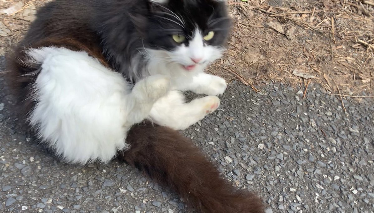 YouTubeを更新しました〜！！
猫とウォーキング/walking with a cat
youtu.be/6x7fT2Vg4TM
#cat #野良猫　#猫　#猫好きさんと繋がりたい
#straycat #猫がいる暮らし