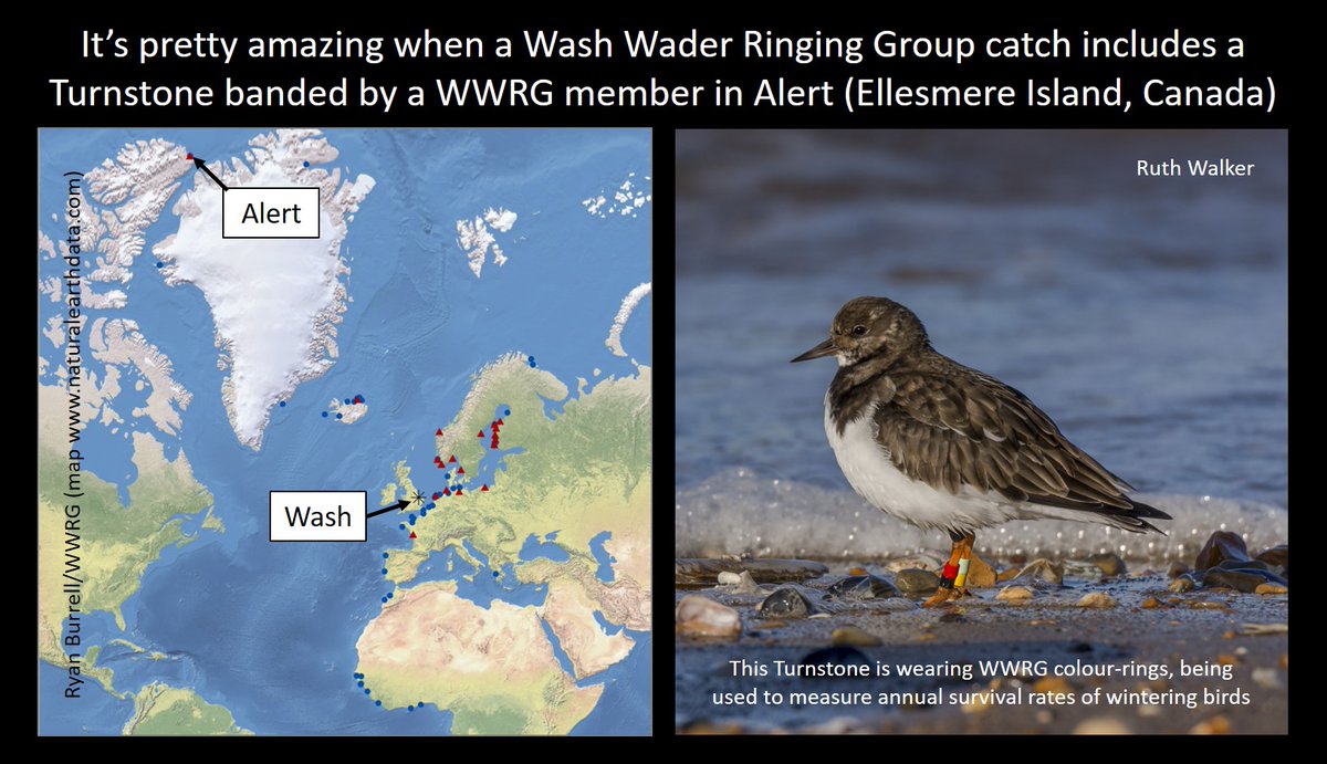 GrahamFAppleton's tweet image. The proposal for a tidal barrage across the Wash would have impacts on Turnstone that fly from Greenland and Canada.
Just one of many #waders that rely on this amazing estuary. More here:
wadertales.wordpress.com/2019/08/15/six… 
#shorebirds #ornithology