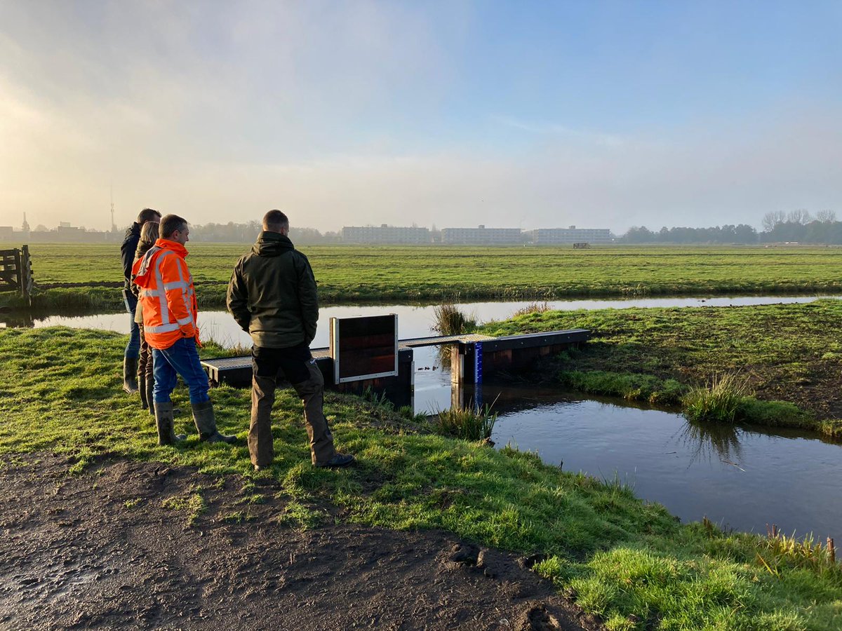 De laatste jaren neemt het aantal nesten in de #VoorofschePolder af en lukt het steeds minder gruttokuikens om op te groeien. Lees hier wat wij doen om het tij te keren: zhl.nl/impuls-voor-de…