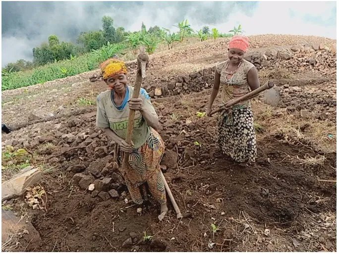 Farmers in #Burundi are adopting resilient agriculture, through #PAGRIS, Marginal plots are becoming productive, with stones scattered throughout the plots cleared to make way for arable land and to form an anti-erosion system. More on #PAGRIS: buff.ly/37FtS1D