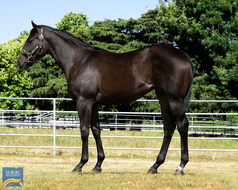 JoefromPrime's tweet photo. Prime strikes GOLD getting Lot 16 an athletic running filly by Champion Sire Nicconi from the good producer Judicial Rock.  The filly will go to @dabernigracing at Warrnambool. Super VOBIS and BOBS filly. @m_felgate  @RSN927 @mmsnippets @Winning_Post @mitchellbstock https://t.co/zBdQX6ye8i