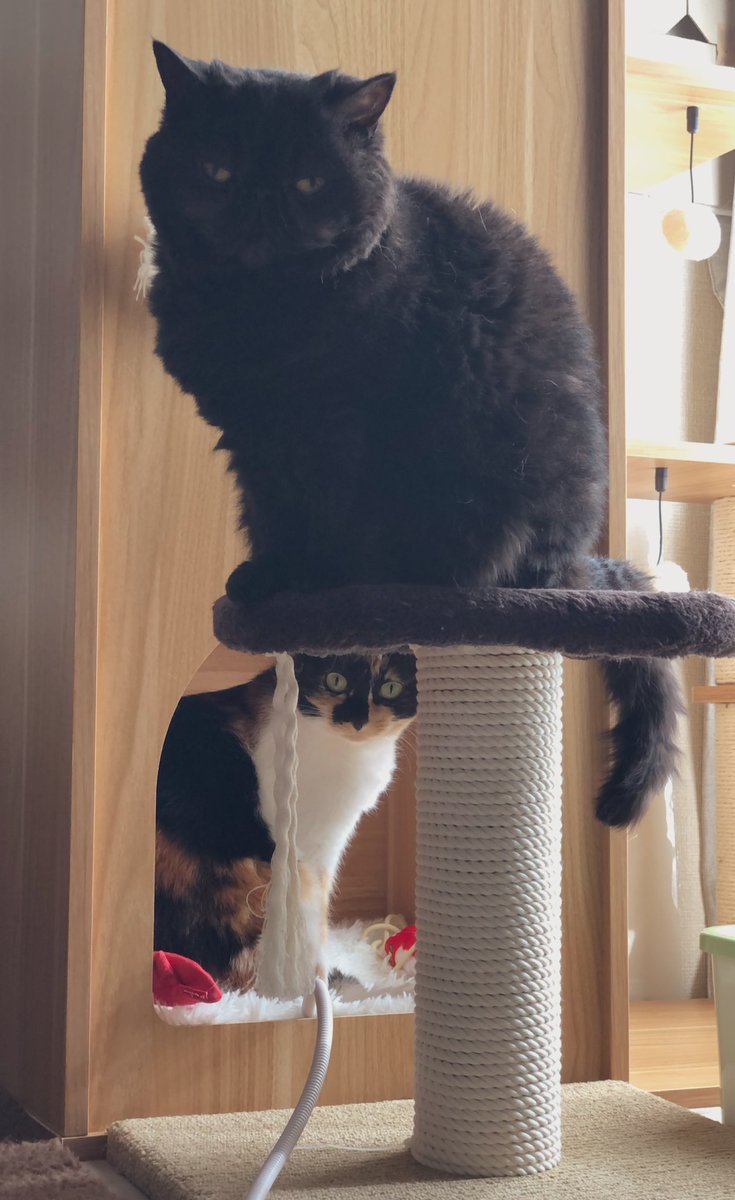 ちゃちゃっとまるっと tweet media