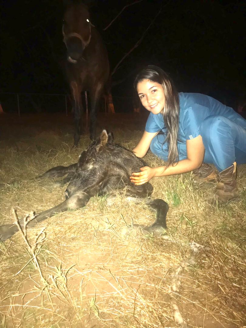 harasorlyana's tweet photo. A las 8.27 pm de hoy lunes nace el primer producto en haras  La Orlyana.Una hembra hija de Princes Radiant por King Seraf. Atendida por la Dra Maria Aragor felicitaciones a todos Gracias a Dios por esta bella potra AMÉN. https://t.co/LU0lh9i8SG