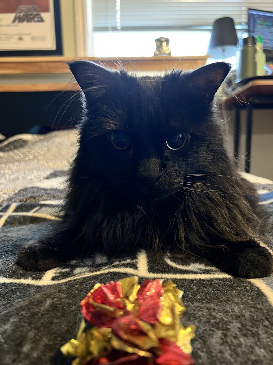 EJ Fisch tweet media