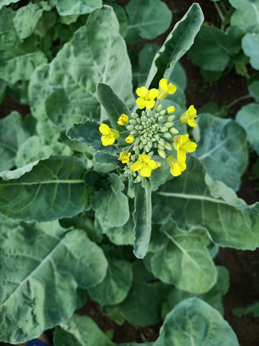 SimranKotwal4's tweet photo. Canola Brassica napus (Mustard)

 #plantbreeding #phdchat @PhD_Genie @PhDVoice https://t.co/F3jKX6HU2X
