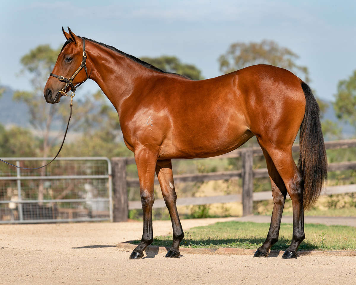 RBloodstock's tweet image. Having previously purchased the G2W Kiku from the draft of @amarina_farm, it was no surprise to see @StarTbreds head back to the well so to speak, parting ways with $410,000 to purchase the impressive I Am Invincible x Karavali filly (Lot 23) from the same farm today @mmsnippets.
