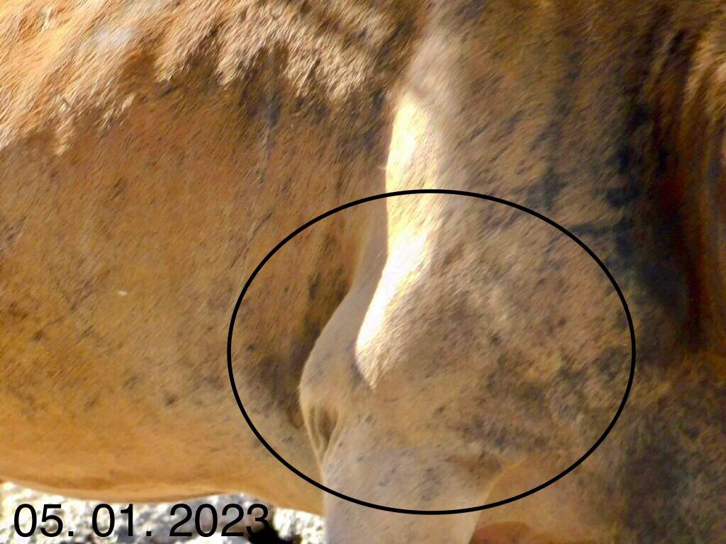 AJaulas's tweet image. #AntílopeEland del @zooaragon:
•claudica, denota tener dolor y no poder apoyar el miembro anterior derecho. 
•parece inflamado el codo de la misma extremidad.
•presenta alopecia en cuello y varias zonas de su cuerpo. 
•se mira flaco.
#LoQueSeVeNoSeJuzga @ZoologicosCDMX 5ene23