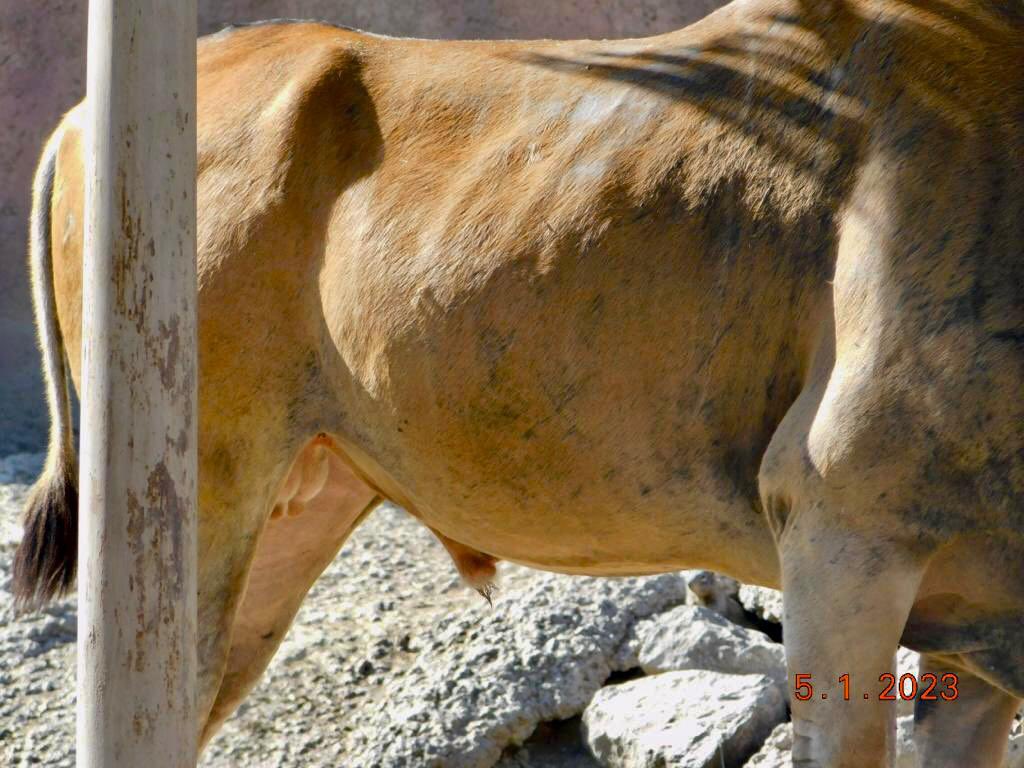 AJaulas's tweet image. #AntílopeEland del @zooaragon:
•claudica, denota tener dolor y no poder apoyar el miembro anterior derecho. 
•parece inflamado el codo de la misma extremidad.
•presenta alopecia en cuello y varias zonas de su cuerpo. 
•se mira flaco.
#LoQueSeVeNoSeJuzga @ZoologicosCDMX 5ene23