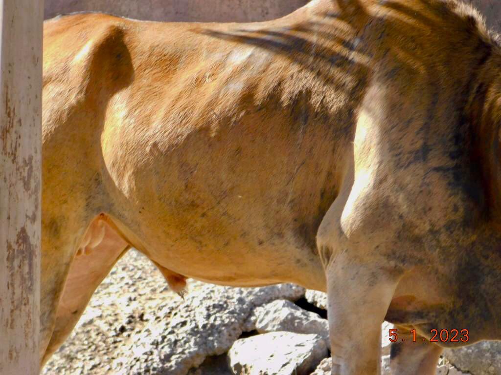 AJaulas's tweet image. #AntílopeEland del @zooaragon:
•claudica, denota tener dolor y no poder apoyar el miembro anterior derecho. 
•parece inflamado el codo de la misma extremidad.
•presenta alopecia en cuello y varias zonas de su cuerpo. 
•se mira flaco.
#LoQueSeVeNoSeJuzga @ZoologicosCDMX 5ene23