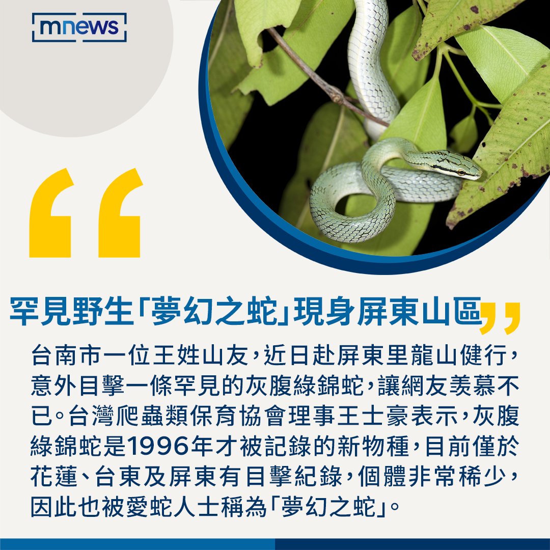 好幸運！ 台灣 保育協會理事王士豪表示， 是1996年才被記錄的新物種，目前 僅於 、 及 山區有目擊紀錄，因個體十分稀少，也被愛蛇人士稱為「夢幻之蛇」！🐍 ※照片翻攝維基百科