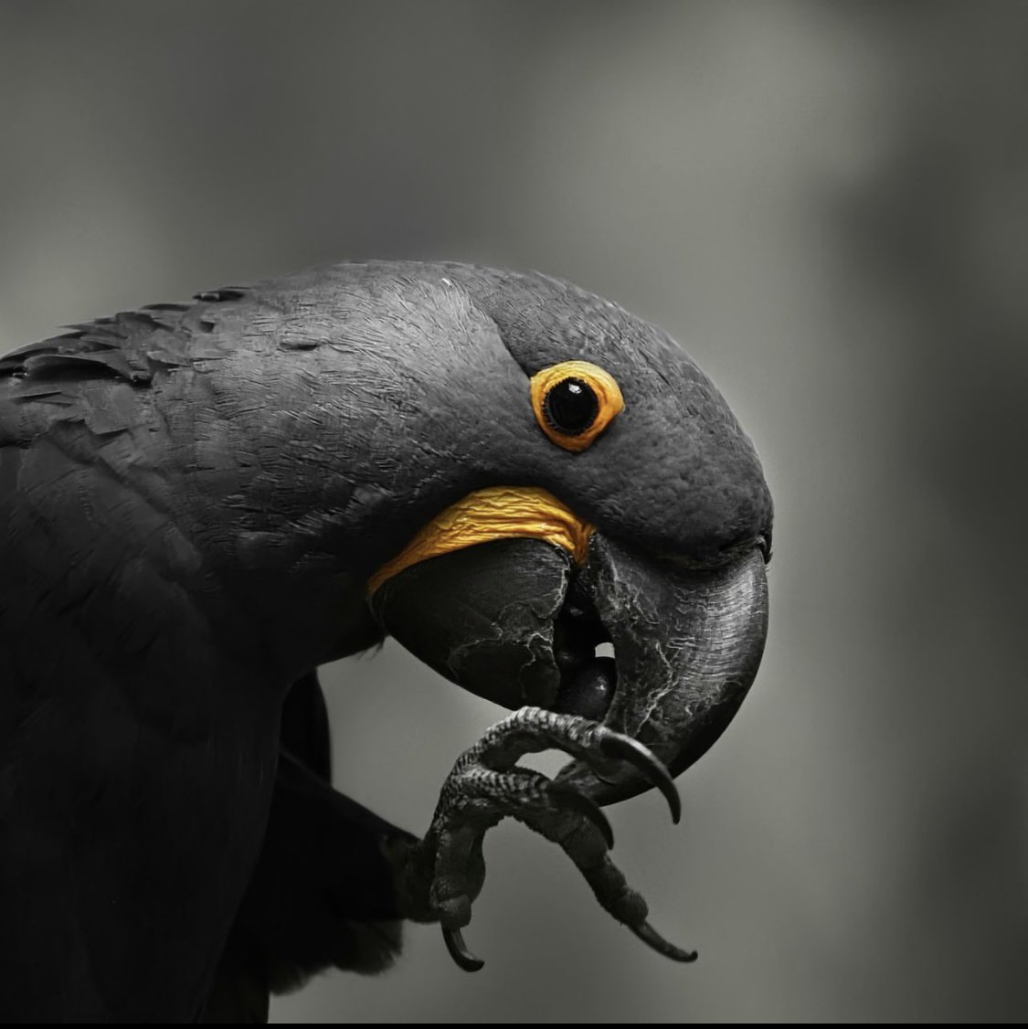 thatmanaustin's tweet photo. Which is your favorite A or B?

Camera: #canon EOS R3
lens: 70-200mm f/2.8

#canonphotography 
#wildlifephotography 
#wildlife 
#wildlifeofinstagram 
#nature 
#naturephotography 
#bbcwildlifemagazine 
#natgeowild 
#birds 
#bluemacaw 
#natgeoyourshot 
#wildlifemagazine https://t.co/6pjN9JOJiY