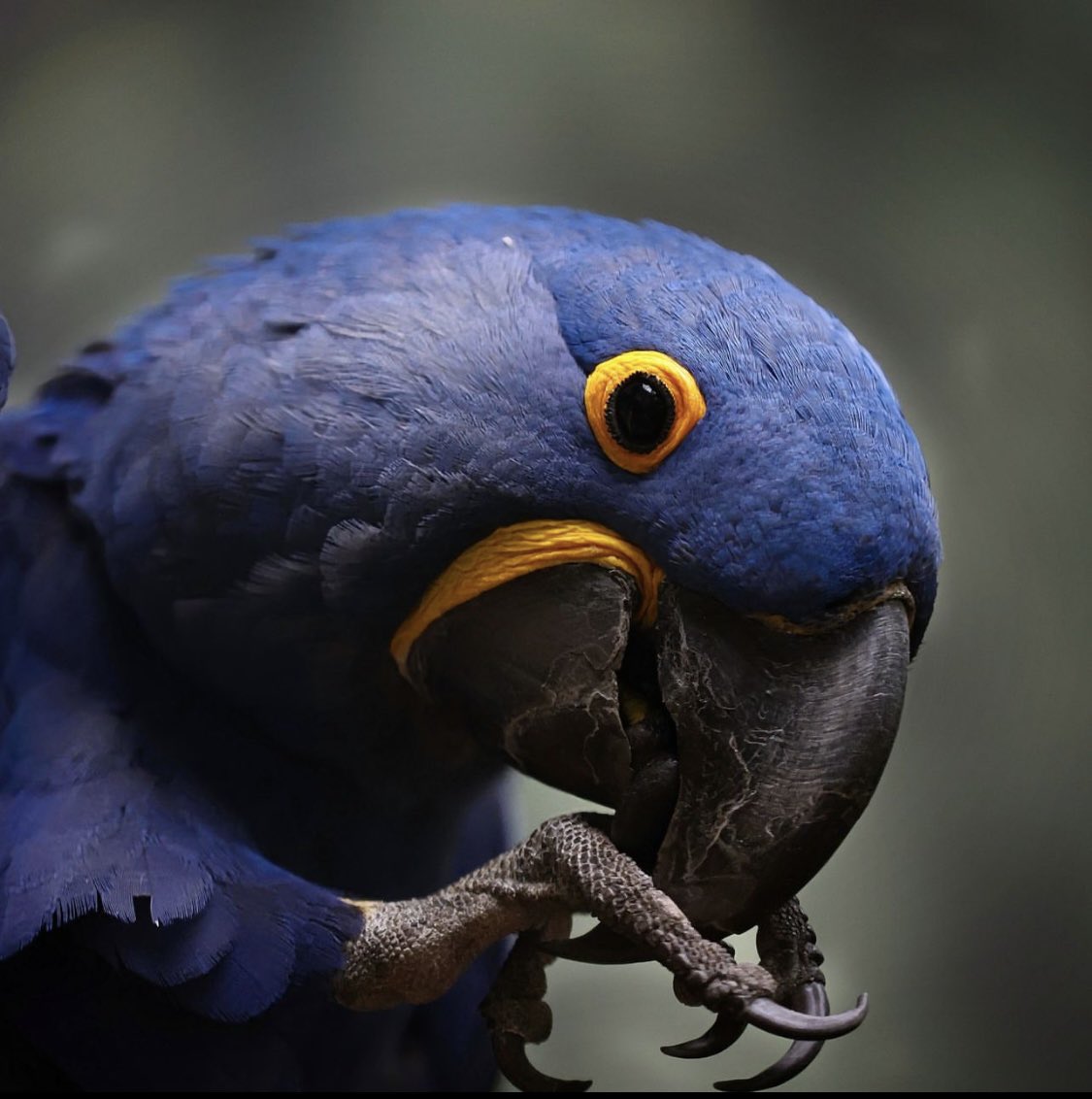 thatmanaustin's tweet photo. Which is your favorite A or B?

Camera: #canon EOS R3
lens: 70-200mm f/2.8

#canonphotography 
#wildlifephotography 
#wildlife 
#wildlifeofinstagram 
#nature 
#naturephotography 
#bbcwildlifemagazine 
#natgeowild 
#birds 
#bluemacaw 
#natgeoyourshot 
#wildlifemagazine https://t.co/6pjN9JOJiY
