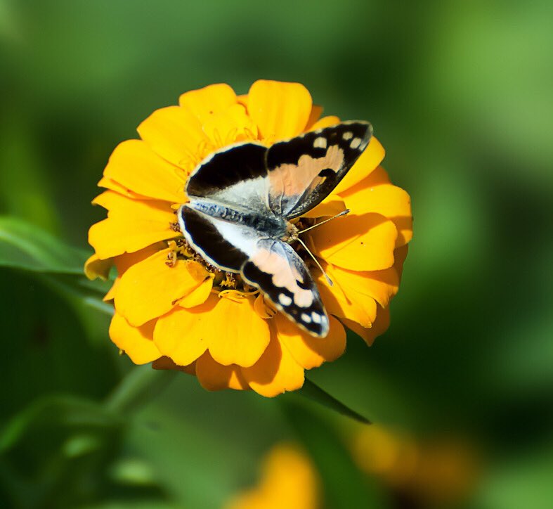chandanaroy24's tweet photo. It’s a tiny butterfly but you just can’t ignore it.
#BlueSpottedArab #TitliTuesday #butterfly #NaturePhotography #IndiAves #NatureTwitter #insect https://t.co/zgWyooBgRD