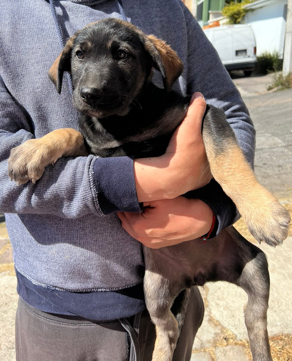 Ferrevelo5's tweet photo. @alan_estrada Ella está en adopción! La rescatamos junto con sus 5 hermanitos y su mamá, pero nadie pregunta por ella 🥲 es la más tierna yyy seguro te puede acompañar a viajar https://t.co/Xkz2zumj9N