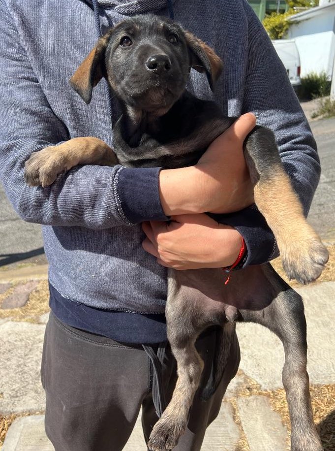 Ferrevelo5's tweet photo. @alan_estrada Ella está en adopción! La rescatamos junto con sus 5 hermanitos y su mamá, pero nadie pregunta por ella 🥲 es la más tierna yyy seguro te puede acompañar a viajar https://t.co/Xkz2zumj9N