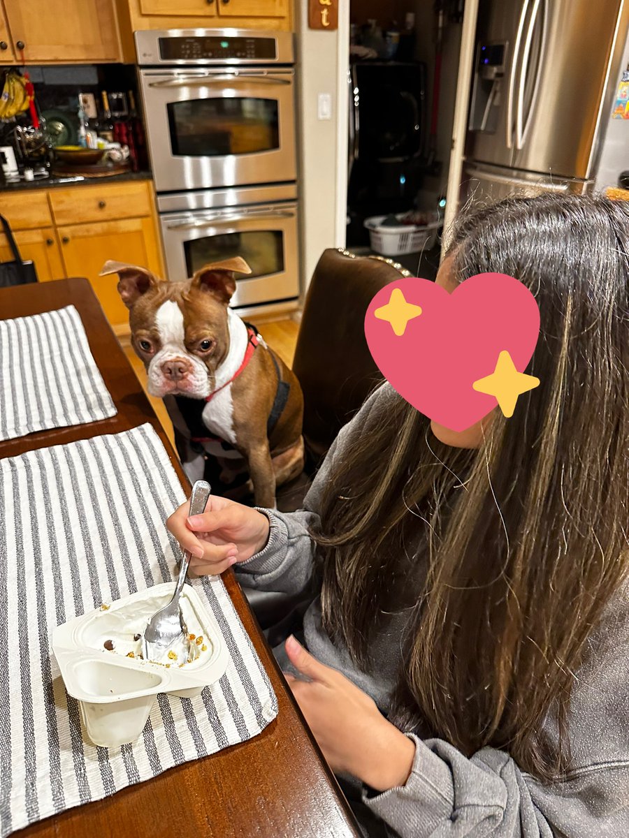 Prieyaa's tweet photo. @JoJoFromJerz #leothecuteboston #bostonterrier #petmom #lovedogs https://t.co/IWLMX2o9A7