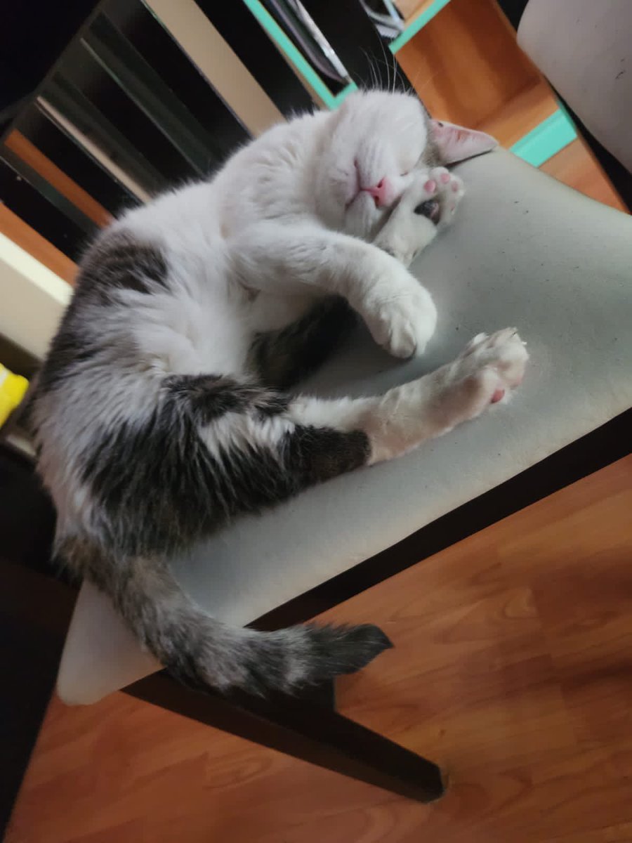 camillitad's tweet photo. @isdailymood 😻 https://t.co/IkFTkhKfrA