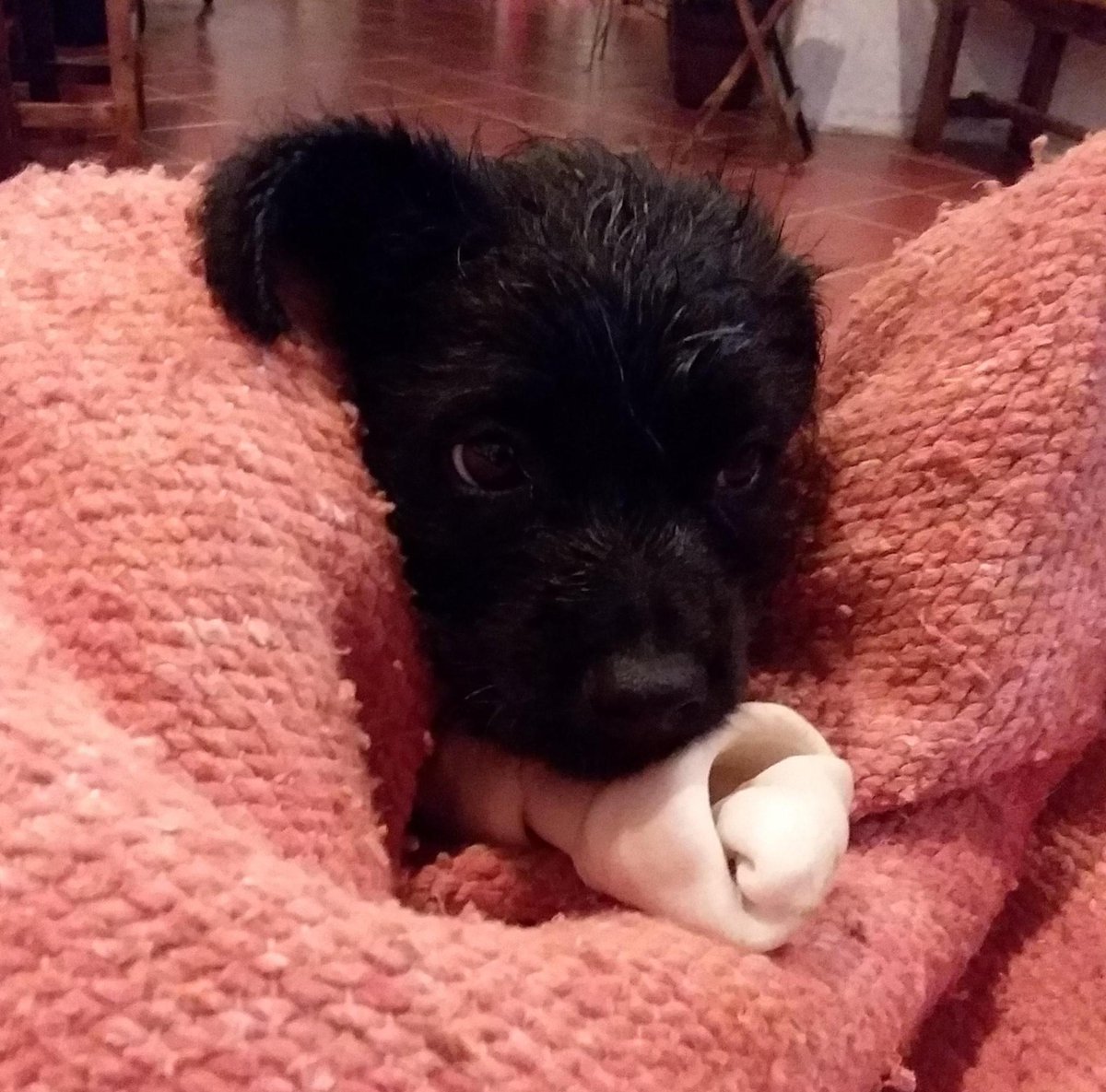 Commander X 🍀 tweet media