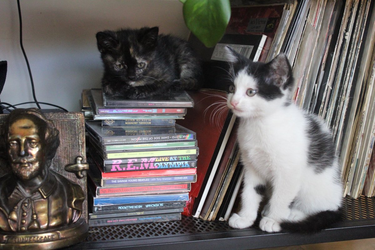 kmiret's tweet photo. Estos bebés hermosos buscan casa. 
El blanco con negro es macho, y el otro hembra (dato curioso: los gatos de 3 colores siempre son hembras).

Desparasitados, despulgados y vacunados. Tienen 2 meses 🐈‍⬛🐈 https://t.co/NCNE0ZwFPL