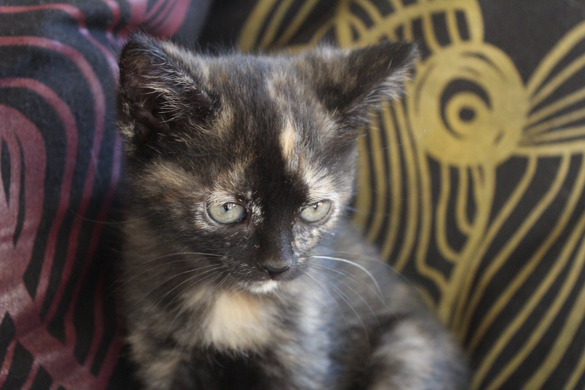 kmiret's tweet photo. Estos bebés hermosos buscan casa. 
El blanco con negro es macho, y el otro hembra (dato curioso: los gatos de 3 colores siempre son hembras).

Desparasitados, despulgados y vacunados. Tienen 2 meses 🐈‍⬛🐈 https://t.co/NCNE0ZwFPL