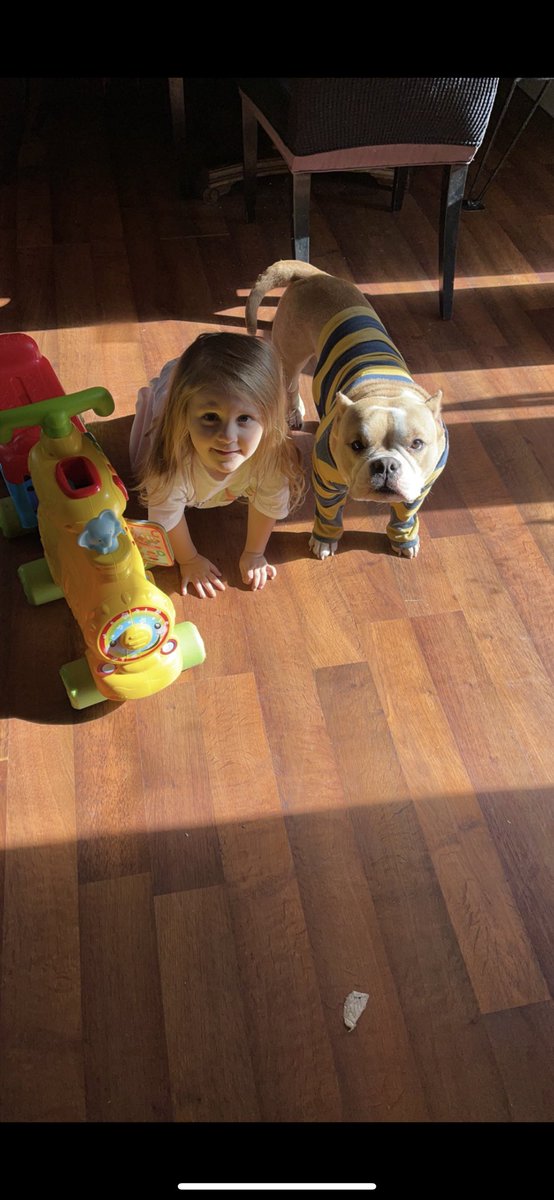 American bully but most people call them “pitbulls”