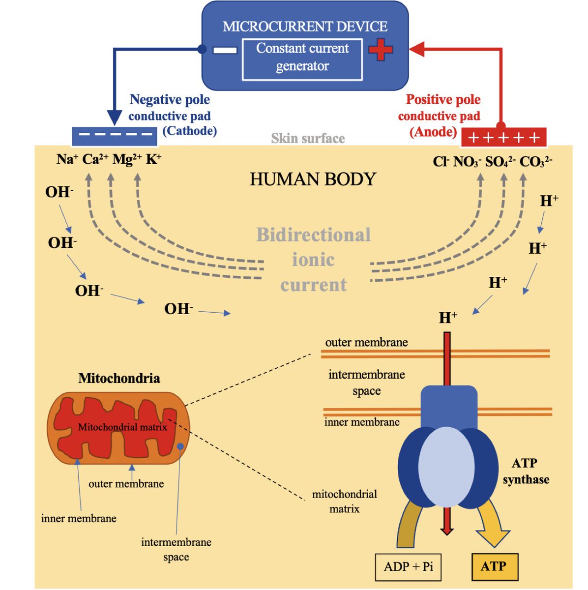 Review of the physiological mechanisms mediating the effects of microcurrent when combined with different exercise modalities (e.g. endurance and strength)

link.springer.com/article/10.100…