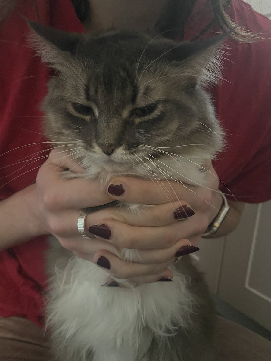 Louise Bordeaux on Twitter: "NAUGHTY FOOD STEALER 😠"