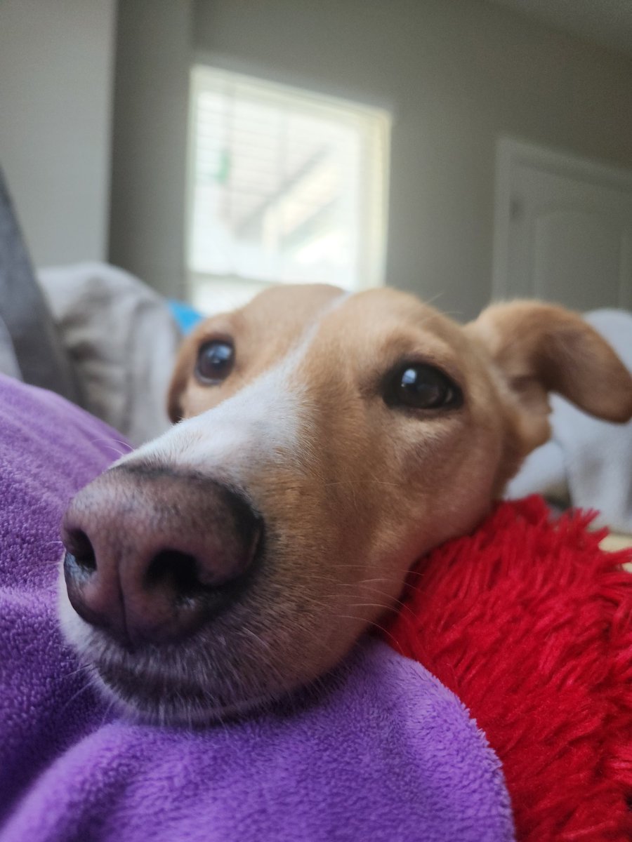 Soulkaun's tweet photo. @UndeadDrm One of my babies wanting attention https://t.co/wzUYCxxJIX