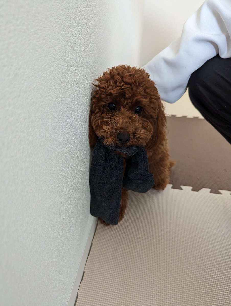 chirolin121's tweet photo. パパの靴下を盗んだ犯人を確保しました👮

#トイプードル #トイプードル生活 #犬好きさんと繋がりたい #犬のいる生活 #ちろの成長日記 https://t.co/Z6N5VZTgy6