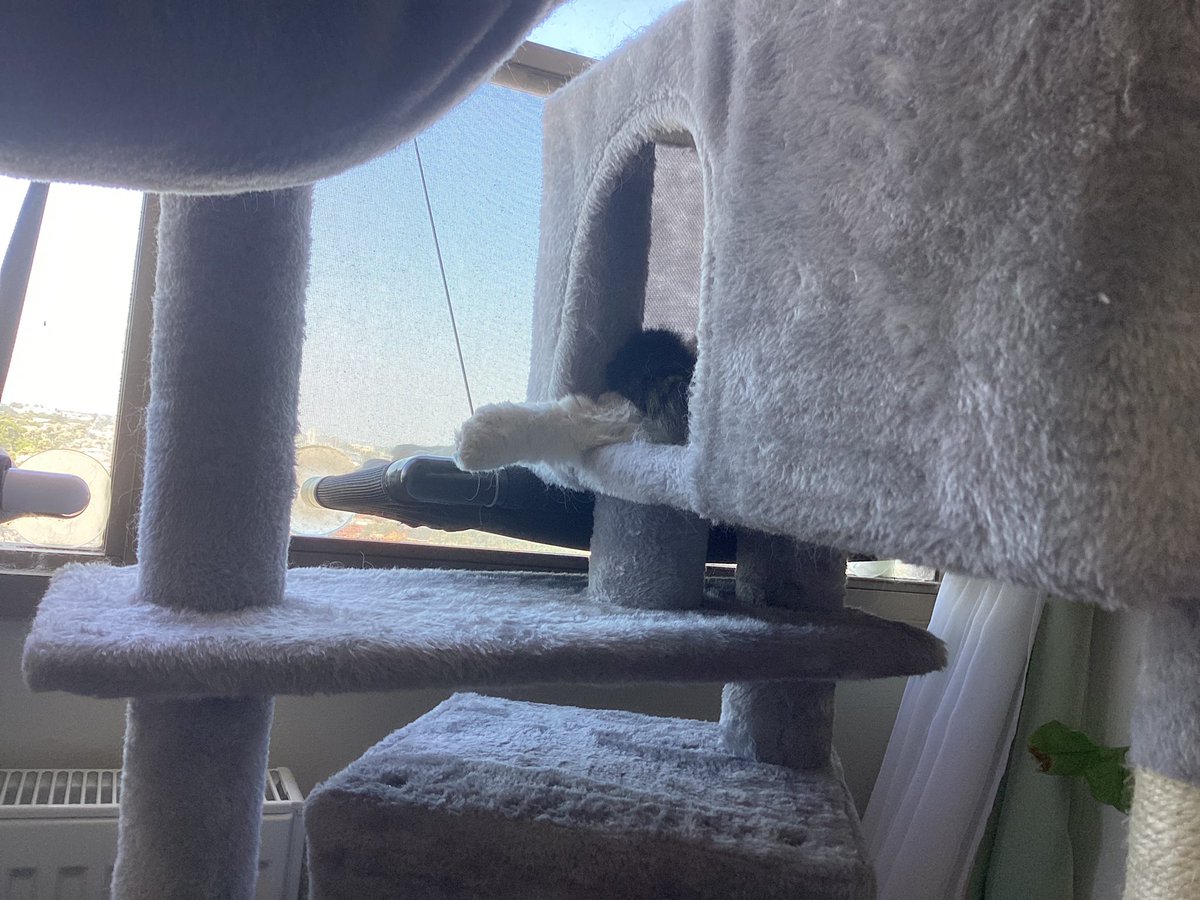 craigsrex's tweet image. Anything the Unc does, I can do better! Time-out Tuesday #CatsofTwittter #CatsOnTwitter#cats #TimeoutTuesday