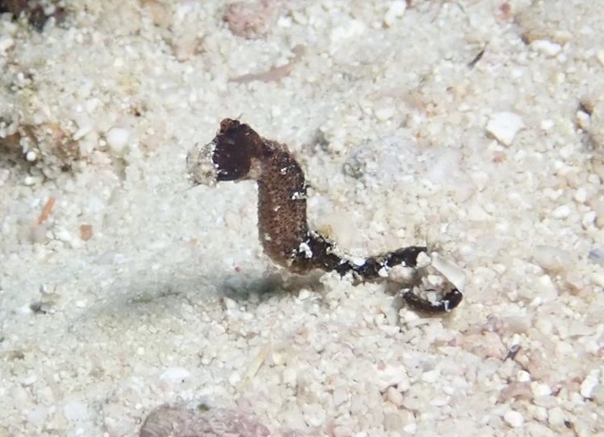 ExplorerVenture's tweet photo. Finding an unusual fish when scuba diving is always a really nice moment, it is even better when it is something really rare.

📍 Emperor Explorer, Maldives
📸 Guide Symon Lugan

#explorerventures #mustbemaldives #dive #travel https://t.co/dS9QfNM0qe