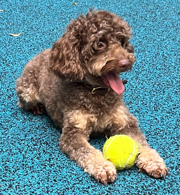 1Leetcode's tweet image. LinkedListおわり。
つぎはStack