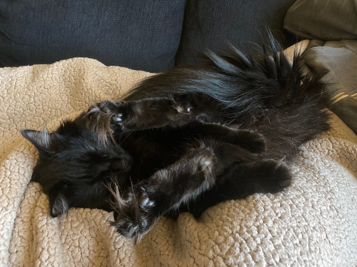 JBeck_Neuro's tweet photo. *ksshhhh* Houston, this is MOKI-1, we have a critical cat malfunction in Sector C
Repeat, critical cat malfunction in Sector C, over *ksshhh*
#CatsOfTwitter https://t.co/75hBGDqlb1