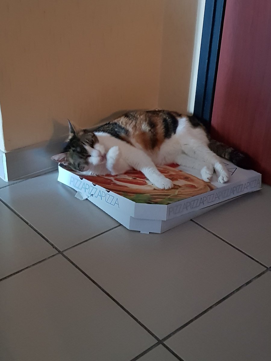 Lylyp7's tweet photo. @animal__passion Pour ma Vodkat, partie le 1er Nov 21, tirs avec moi ma puce 🥰 https://t.co/fuBI8td1S3