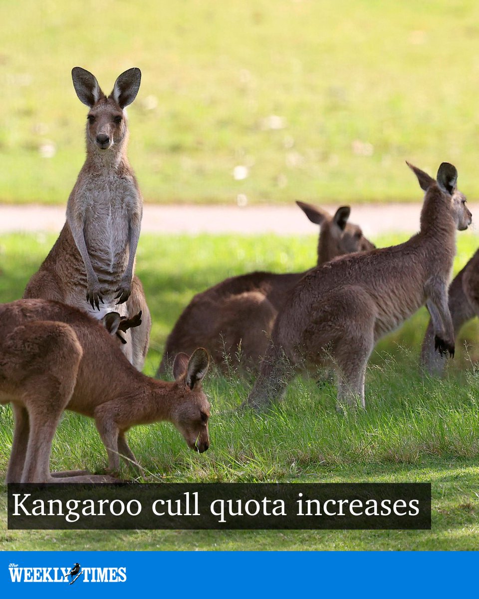 theweeklytimes's tweet photo. Victoria’s kangaroo cull quota is creating friction in the upper house between a Shooters MP and Animal Justice MP. More: https://t.co/7wtWJqRXKx https://t.co/ImPSkuecKq