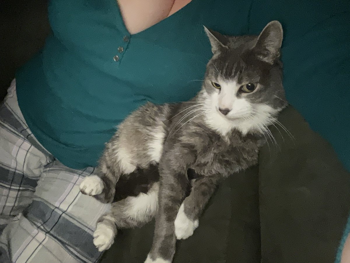 AnnMarie419's tweet image. My shy boy making a rare appearance before bed.  ❤️😺

#cats #tinycat #clingy #shy #mommysboy #AlvinMatthew