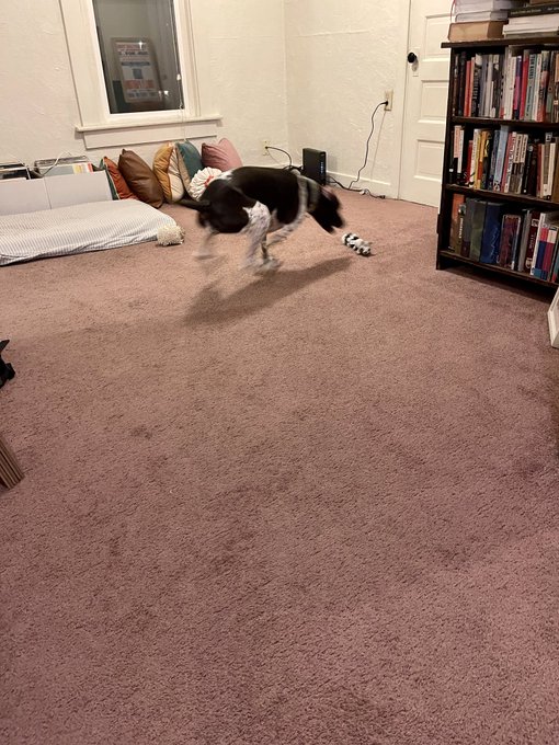 The Zoomies, a story in 4 parts: https://t.co/Gglr0xIgPI