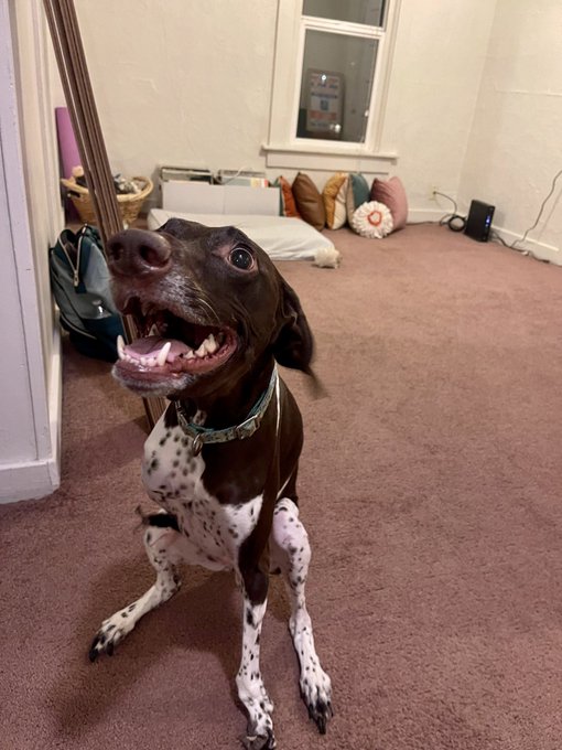 The Zoomies, a story in 4 parts: https://t.co/Gglr0xIgPI