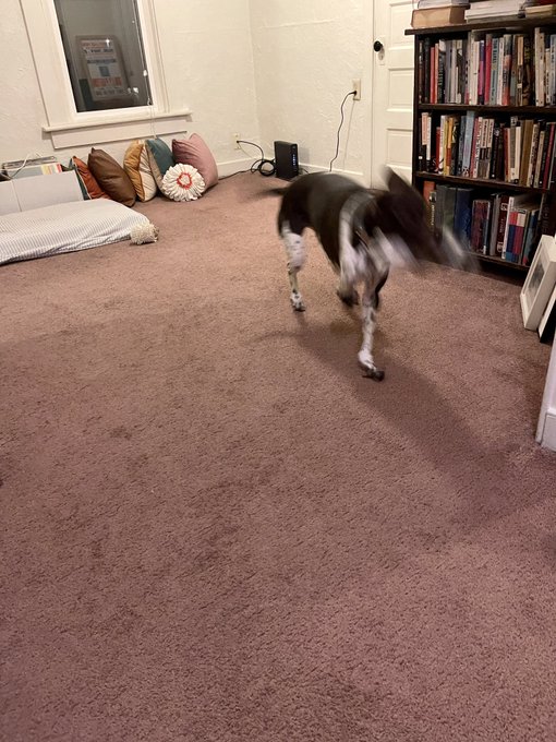 The Zoomies, a story in 4 parts: https://t.co/Gglr0xIgPI
