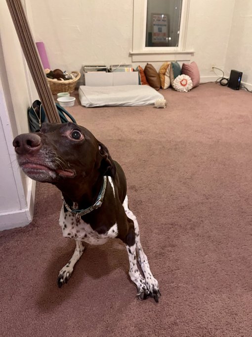 The Zoomies, a story in 4 parts: https://t.co/Gglr0xIgPI