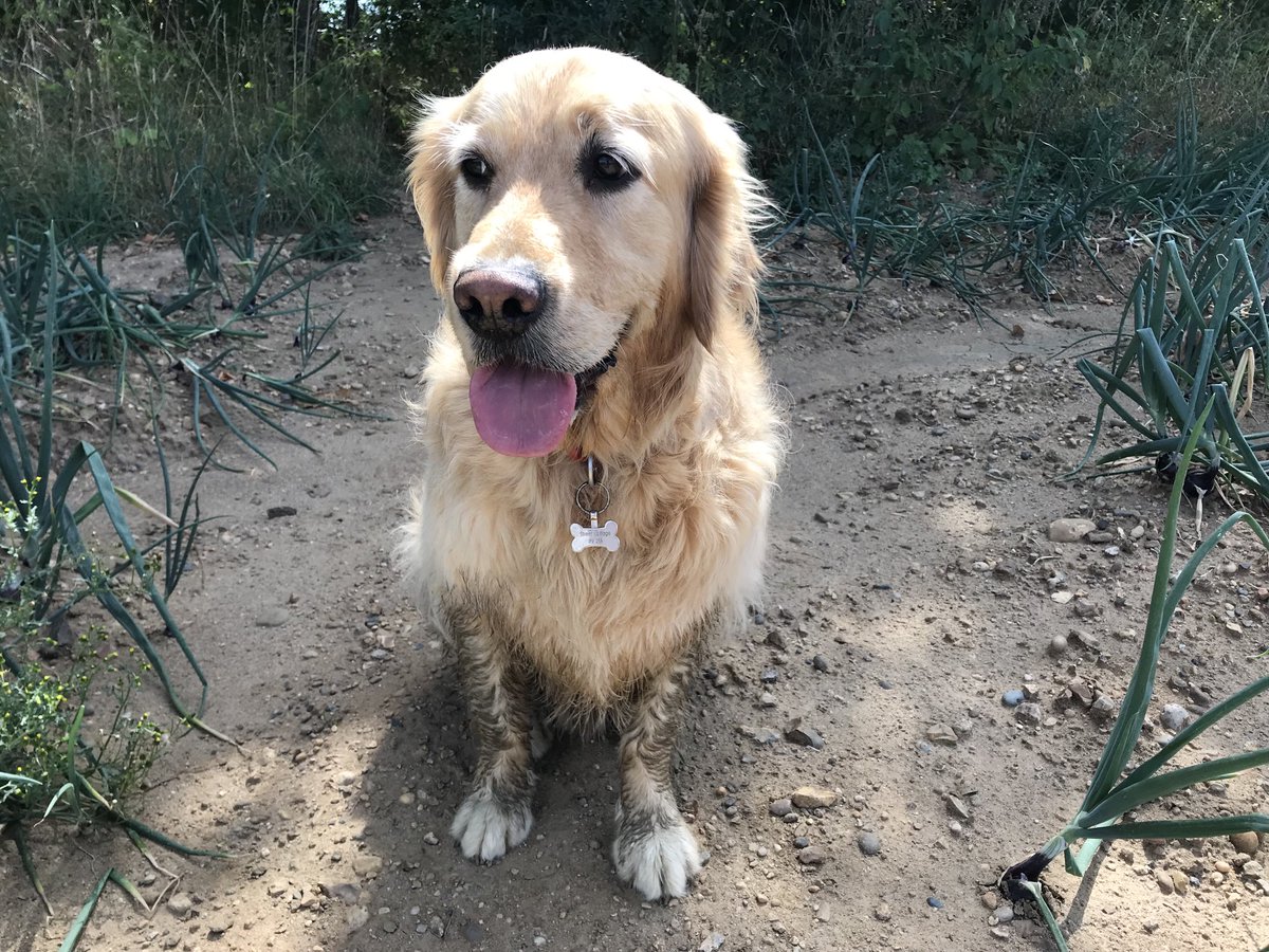 Bertzthegoldie's tweet photo. Muddy paws - situation normal #tongueouttuesday pretty usual too ! #grc #goldenretriever #fogsoftwitter ๐พ๐พ๐ #lovemud https://t.co/W1m02TQpZh