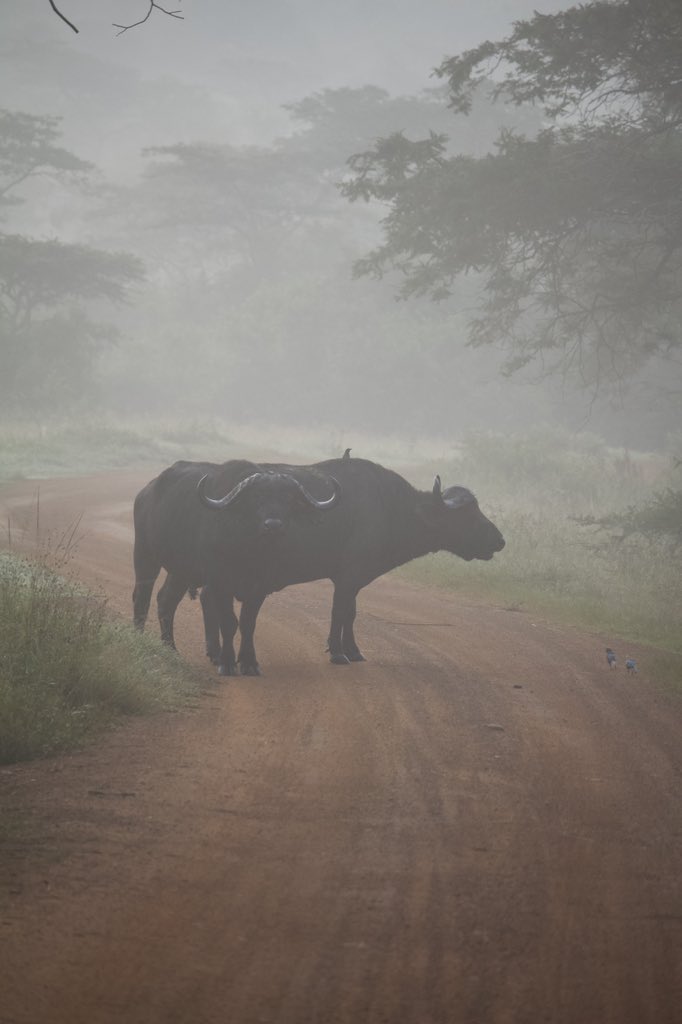 Good morning to y’all good people. #VisitUganda