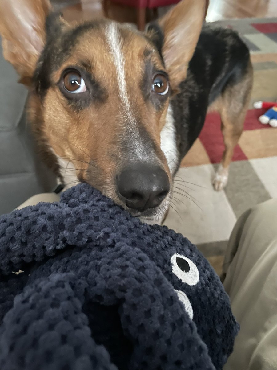 Quigley: What's a tornado's favorite game? 
Mom: I don’t know Quigley, What? 
Quigley: Twister!                        Octopus is good at Twister!😂🐺🌪️🐙🌪️🐺😂 #dogsoftwitter #dogjokes #ZSHQ #CatsofTwittter #MondayFunny